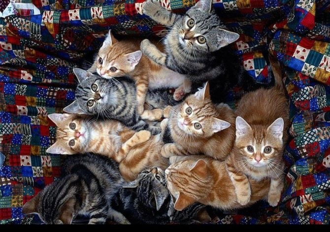 Create meme: cats a lot, a bunch of cats, lots of kittens