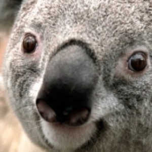 Создать мем: коала, медведь коала, коала аватар