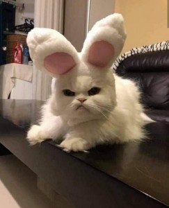 Create meme: animals cute, evil Bunny, cat funny