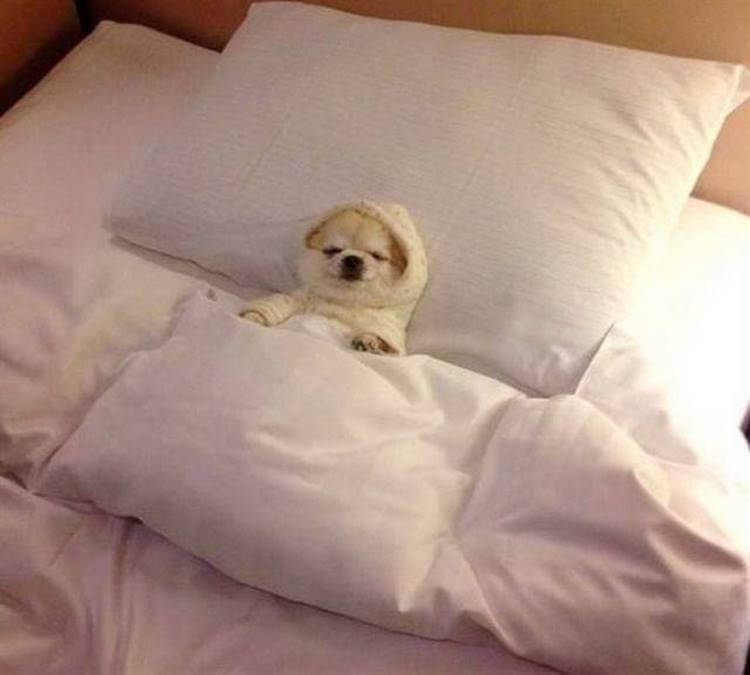 Create meme: dog in bed meme, the dogs are cute, sleeping dog 