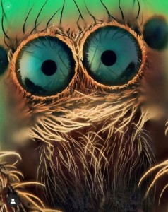 Create meme: Screensaver on your desktop, the eyes of Spiderman iPhone, beautiful owls and spiders