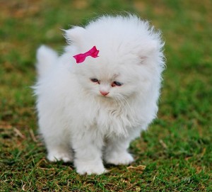 Create meme: Pets, white kitten, cat cute