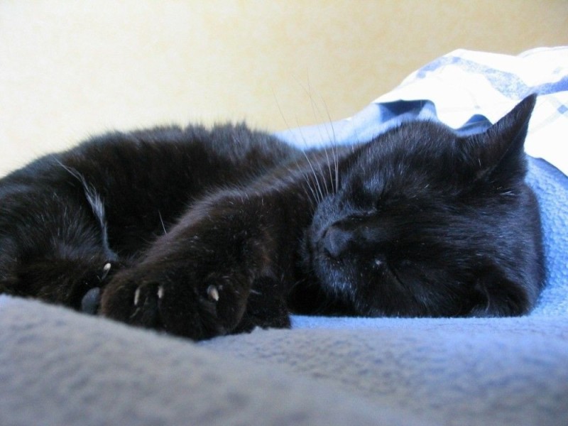 Create meme: black cats, the cat is black, The black cat is sleeping