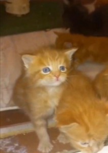Создать мем: сибирские рыжие котята 2, рыжий пушистый котенок, рыжий сибирский котенок