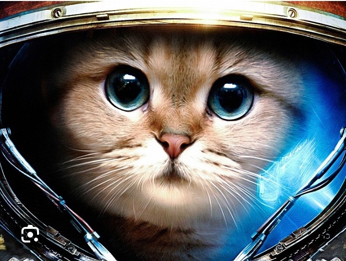 Create meme: space cat, cat in space, cat astronaut 