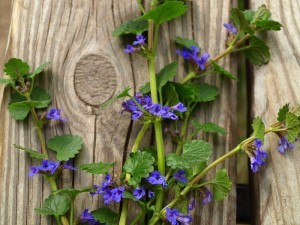 Create meme: lemon Catnip, clematis, Catnip cat