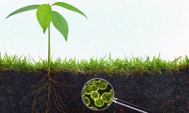 Create meme: soil pattern, bacteria in the soil, plants in the soil