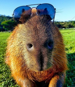 Create meme: capybara meme, clowning, the capybara