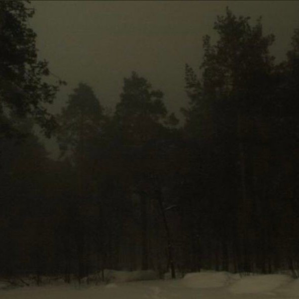 Create meme: night forest, night winter forest, forest at night in winter