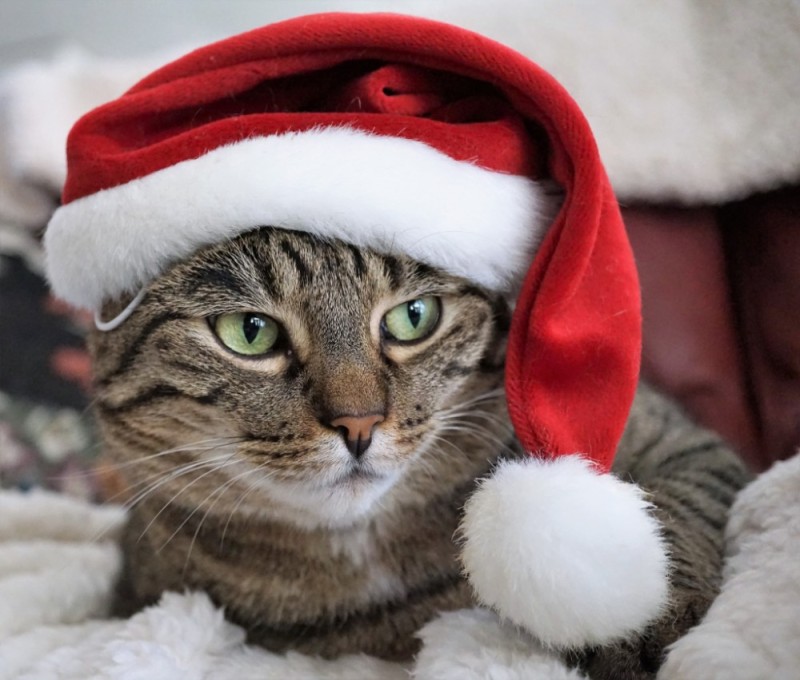 Создать мем: кот степан новый год, котик в новогодней шапке, кошка в новогодней шапке