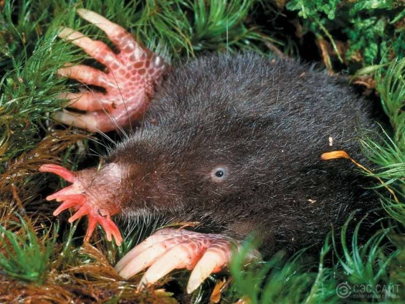 Create meme: mole , american star-bearing mole, mole zvezdano