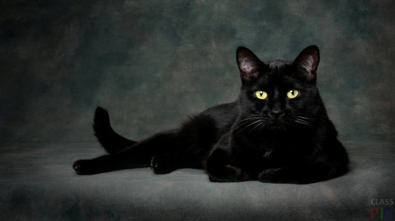 Create meme: thai cat black, beautiful black cat, black cat 