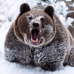 Create meme: bear cute, bear, bear rod