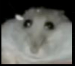 Create meme: hamster, Djungarian hamster