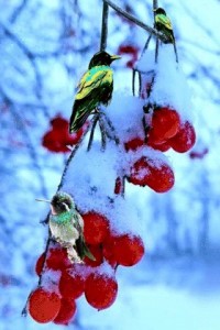 Create meme: birds in winter, winter, winter birds