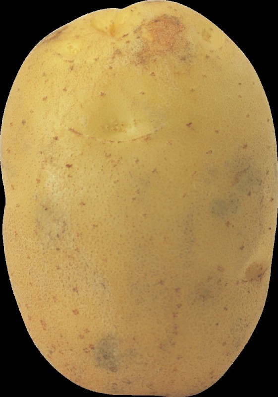 Create meme: potatoes on a transparent background, seed potatoes, yellow potatoes