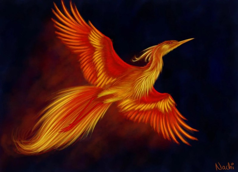 Create meme: Phoenix , The phoenix bird is a firebird, Arizona Phoenix bird