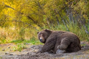 Создать мем: задумчивый медведь, фото медведей в природе, фото бурого медведя в лесу