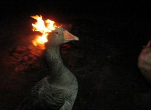 Создать мем: fire, goose, duck