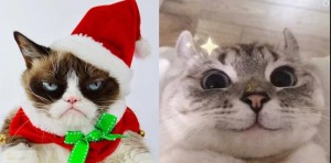 Create meme: seals, cute cats, cat