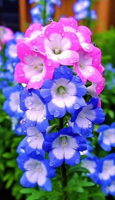 Create meme: delphinium, Delphinium New Zealand giant azure, Delphinium New Zealand giant night