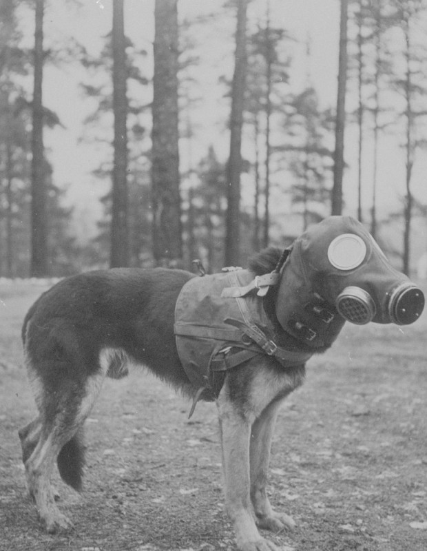 Создать мем: противогаз собаки 2 мировой, собачий противогаз, противогаз первой мировой войны