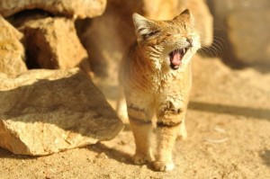 Create meme: sandy the cat, sand cat