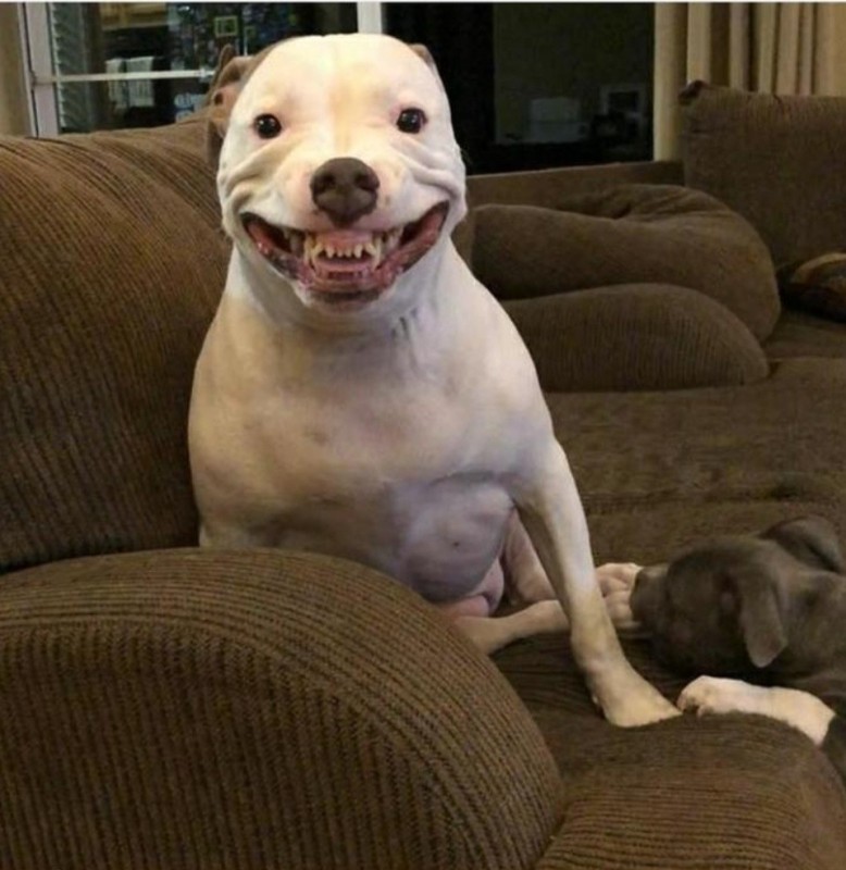 Создать мем: улыбка стаффордширского терьера, pitbull, собака рамиля
