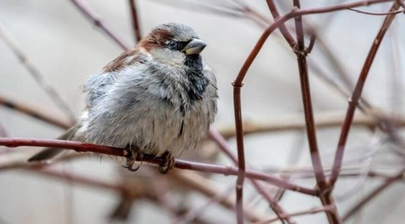 Create meme: Sparrow , Sparrow bird, a sparrow on a branch