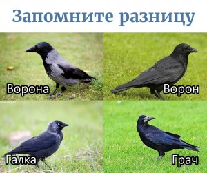 Создать мем: серая ворона и ворон различия, ворон ворона грач галка отличия, птица ворона