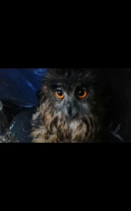 Create meme: wet owl, owl, owl