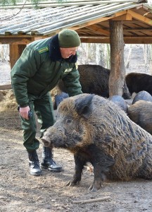 Создать мем: кабан, ручной кабан, дикий кабан