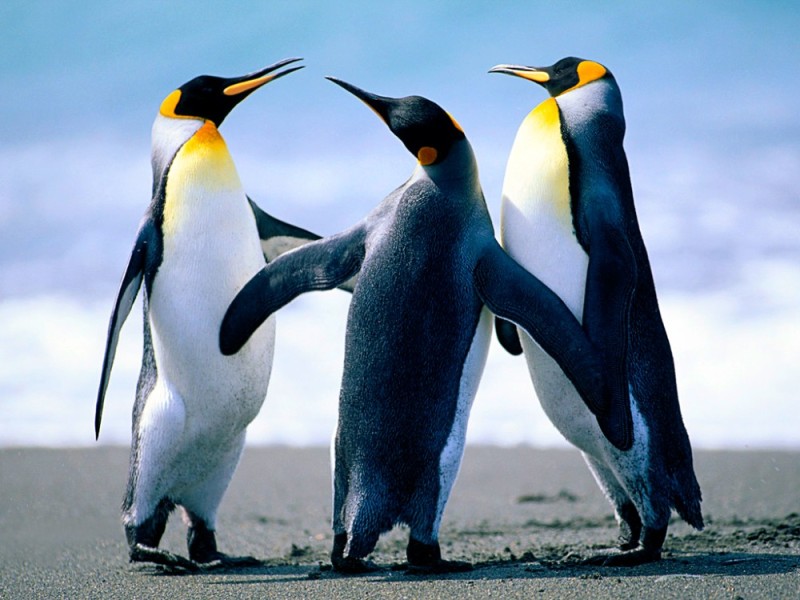 Create meme: penguins, penguin bird, imperial penguin growth