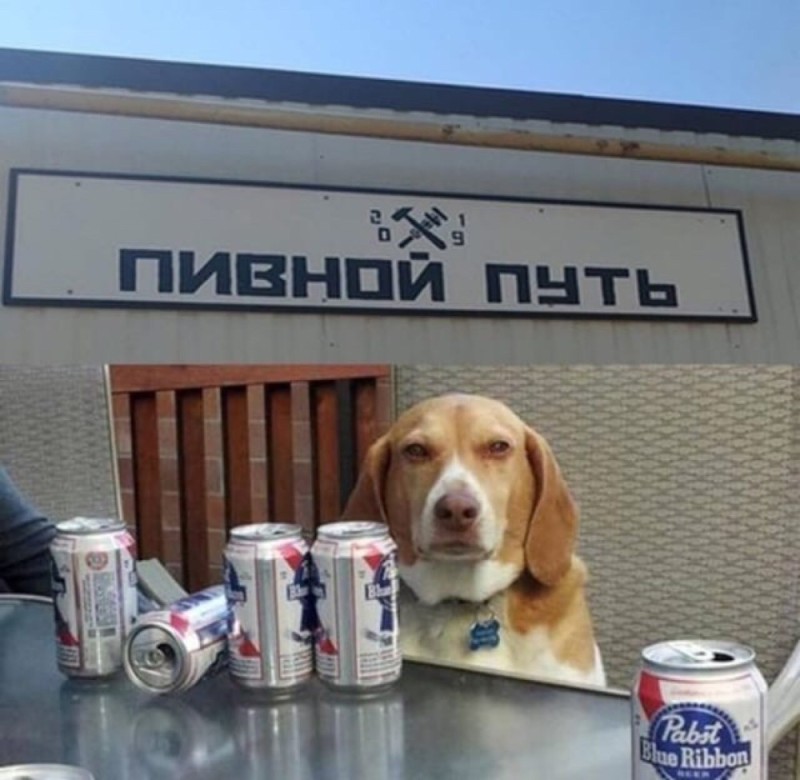 Create meme: dog with beer, Beagle dog, The beagle in old age