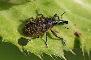 Create meme: weevil, beetle pollen beetle, beetle