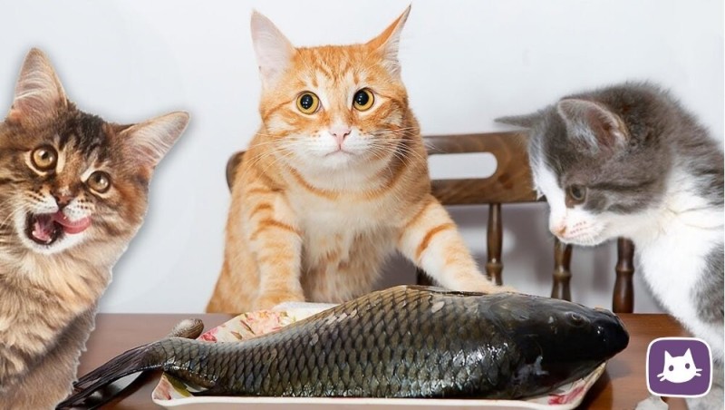 Create meme: red cat with fish, cat with fish, cat in front of fish