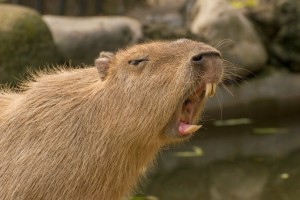 Create meme: a pet capybara, the largest rodent is the capybara, the capybara