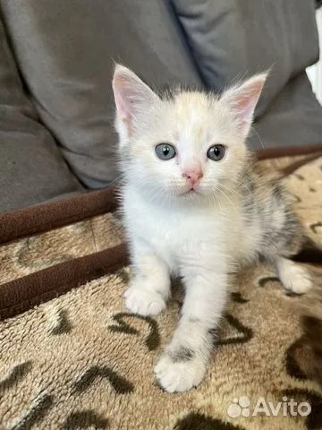 Create meme: Turkish Angora cat, kittens of the Turkish angora, cat kitten