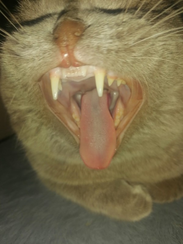 Create meme: teeth in cats, cat's teeth, the structure of teeth in cats