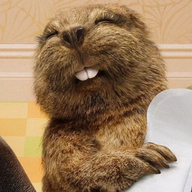 Create meme: beaver , beavers are funny, the beaver is funny