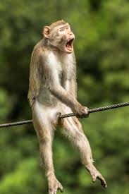 Create meme: monkeys, macaque monkey, wildlife