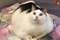 Create meme: cat, the fat cat, fat cat