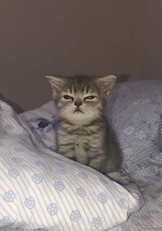 Создать мем: сонный котенок мем, котенок сонный, кот сонный