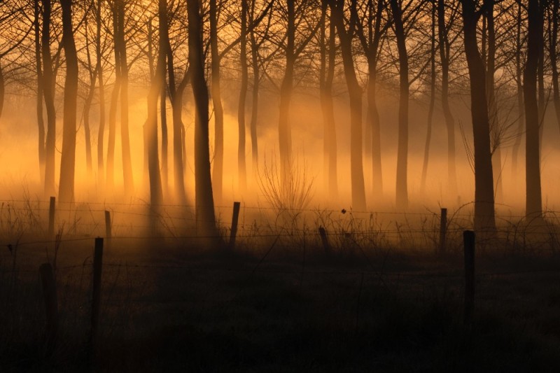 Create meme: forest fog, sunset in the fog, in the fog