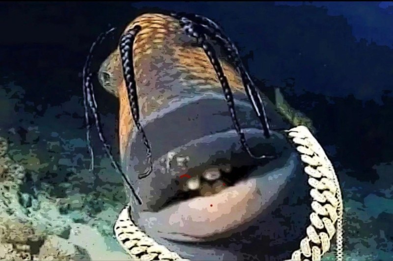 Создать мем: глубоководные животные, глубокое синее море, рыба трэвис скотт мем