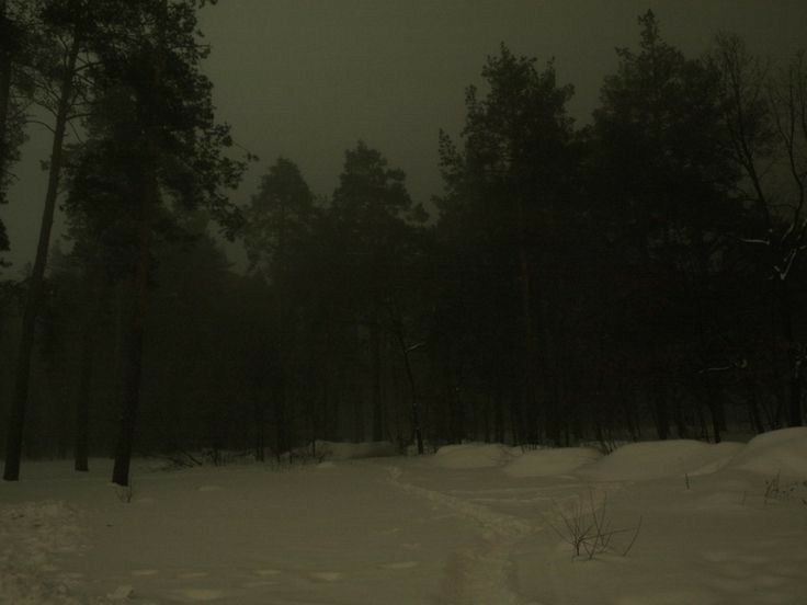 Create meme: forest at night in winter, the forest dark, gloomy winter forest