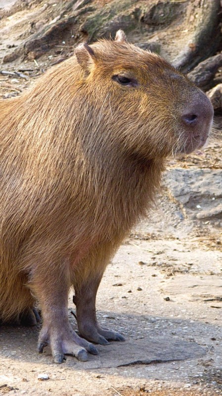 Create meme: capybaras , capybara rodents, big capybara