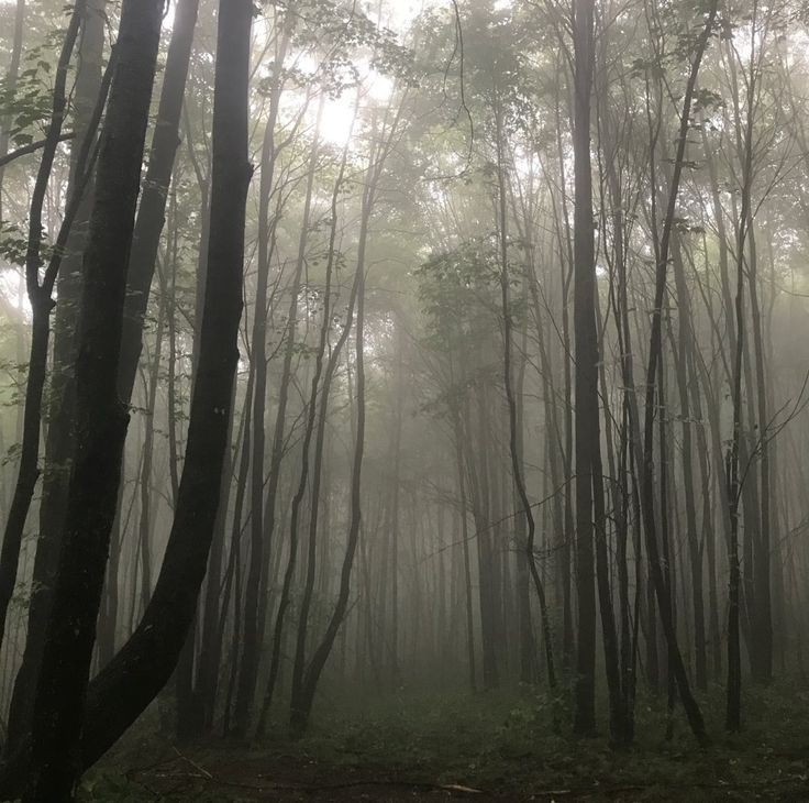 Create meme: misty forest, nature forest , morning in the forest