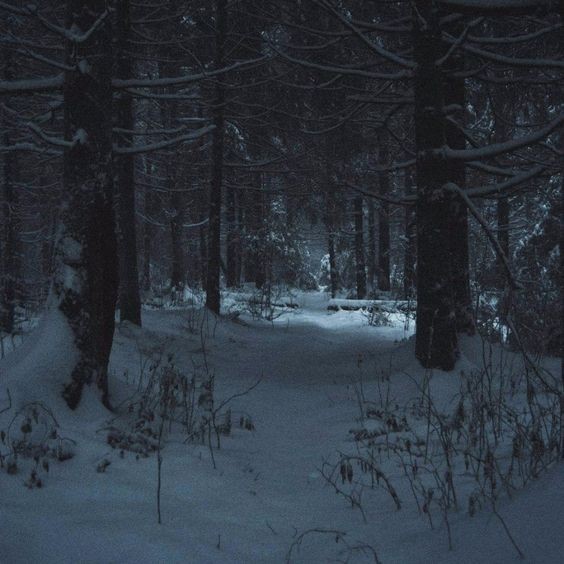Create meme: dark winter forest, snow forest, night winter forest