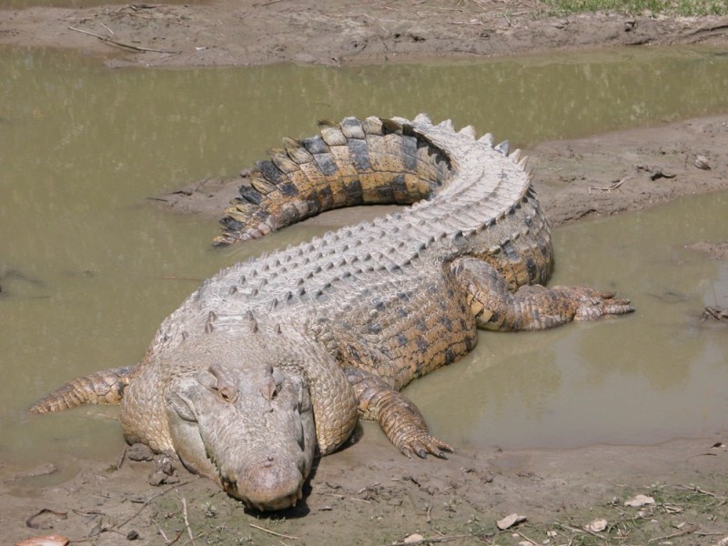 Create meme: crested crocodiles, crested crocodile red book, marine crested crocodile